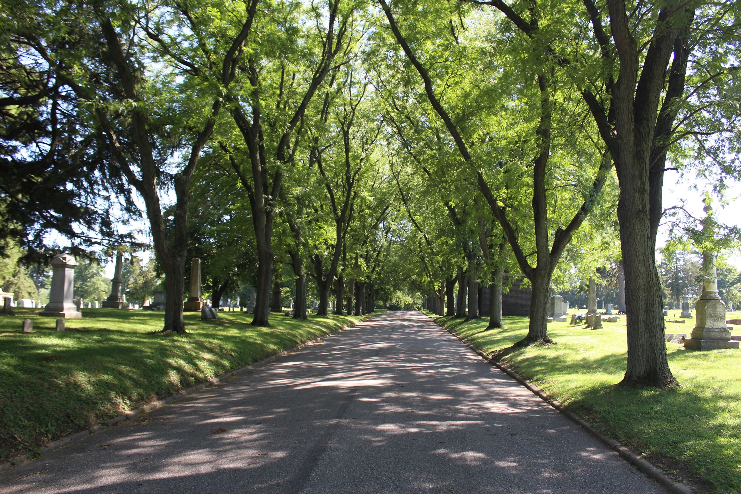 Greenwood Cemetery canopy of trees August 30, 2022 (JPG)