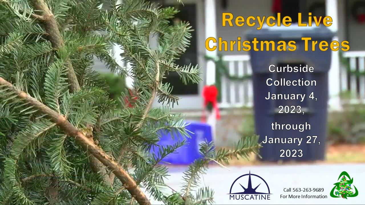 2023 Christmas Tree Recycling Promo (JPG)