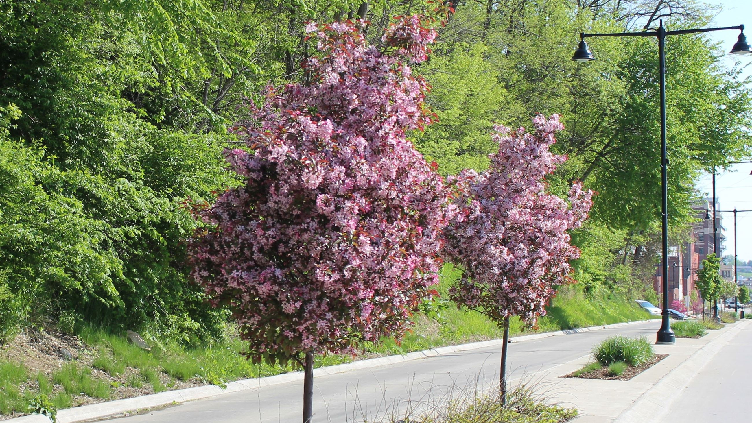 Mississippi Drive flowering trees in the median of the bluffs (JPG) 050720 