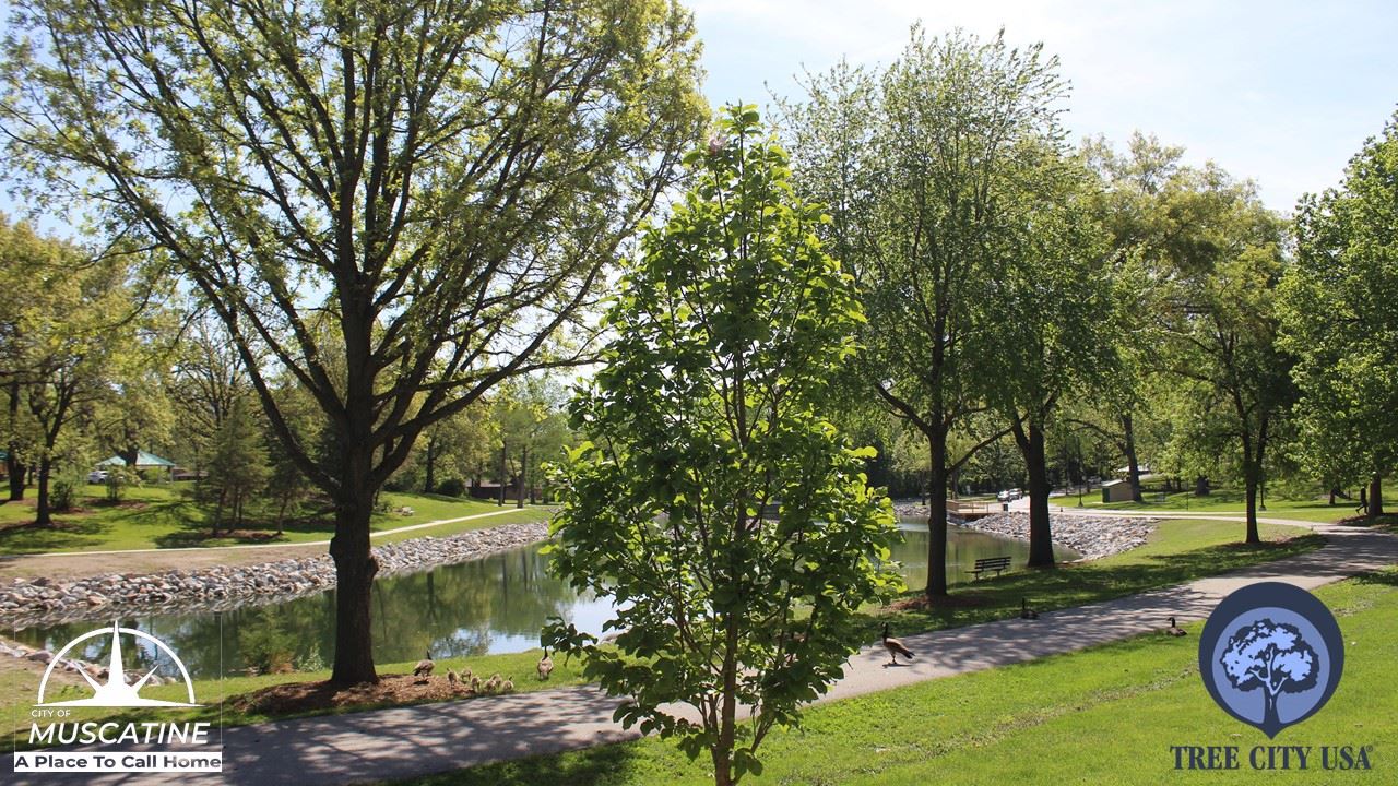 Tree City USA - Muscatine 2024 Designation (JPG) trees at Weed Park Lagoon