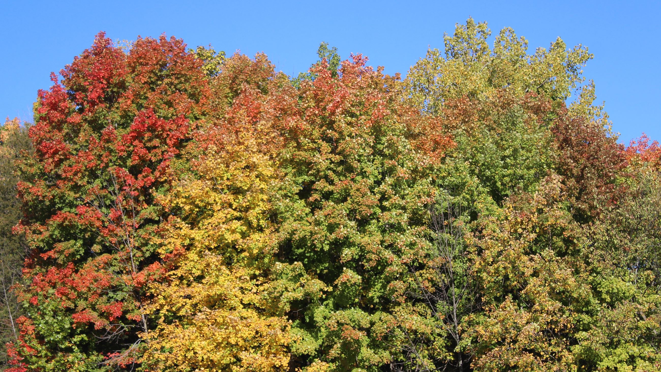 102025 Fall Colors 101 off Heinz parking lot (JPG)