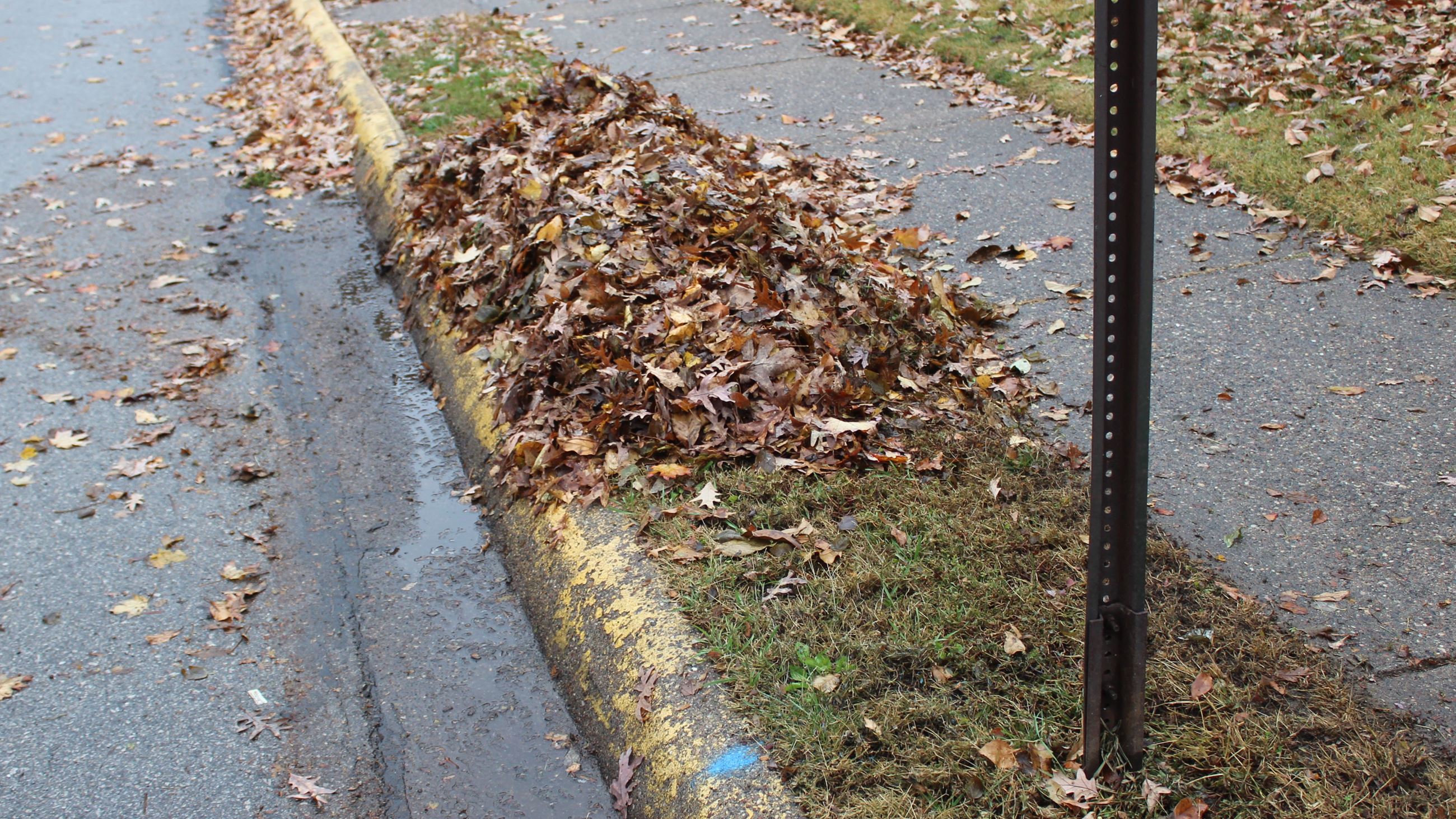 111825 Leaf Collection 401 on Mulberry (JPG) leaves and street sign post